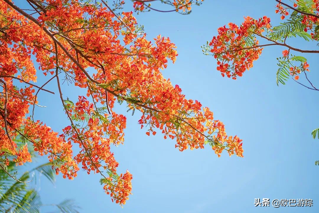 三亚维景国际别墅度假酒店简介,三亚亚龙湾维景国际度假酒店全貌