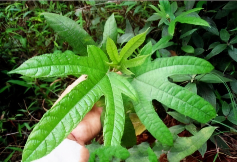 农村这种草是养猪的神草,毛桃草的作用