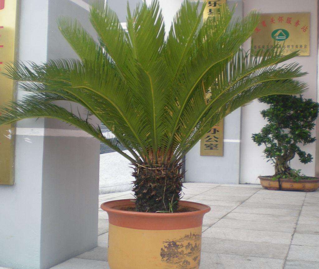 铁树冬天零下多少度能冻死,冬天铁树怎样养护