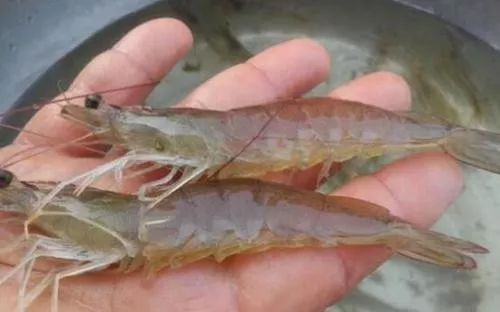 有台风南美白对虾怎么预防应激,南美白对虾拖便怎么治疗