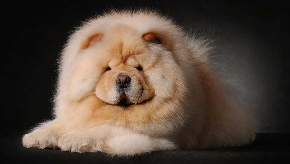 生活中松狮犬的养护须知是什么,松狮犬该怎么养这篇文章为你解读