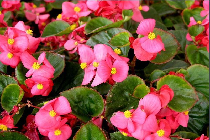 100种常见花卉图谱，收藏起来慢慢看，从此识花不求人