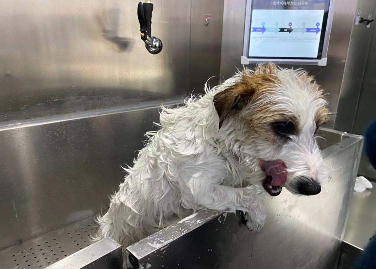上海自助洗宠,上海宠物自助洗宠