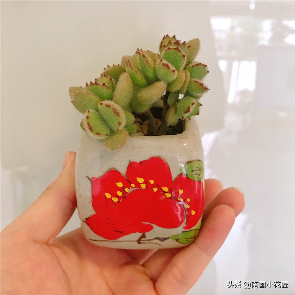 50元小熊多肉,小熊多肉多少钱一棵