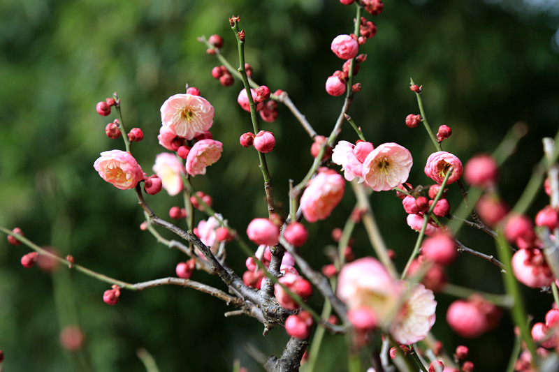 南京古林梅岭，二梅报春；盆景园梅花，婀娜多姿