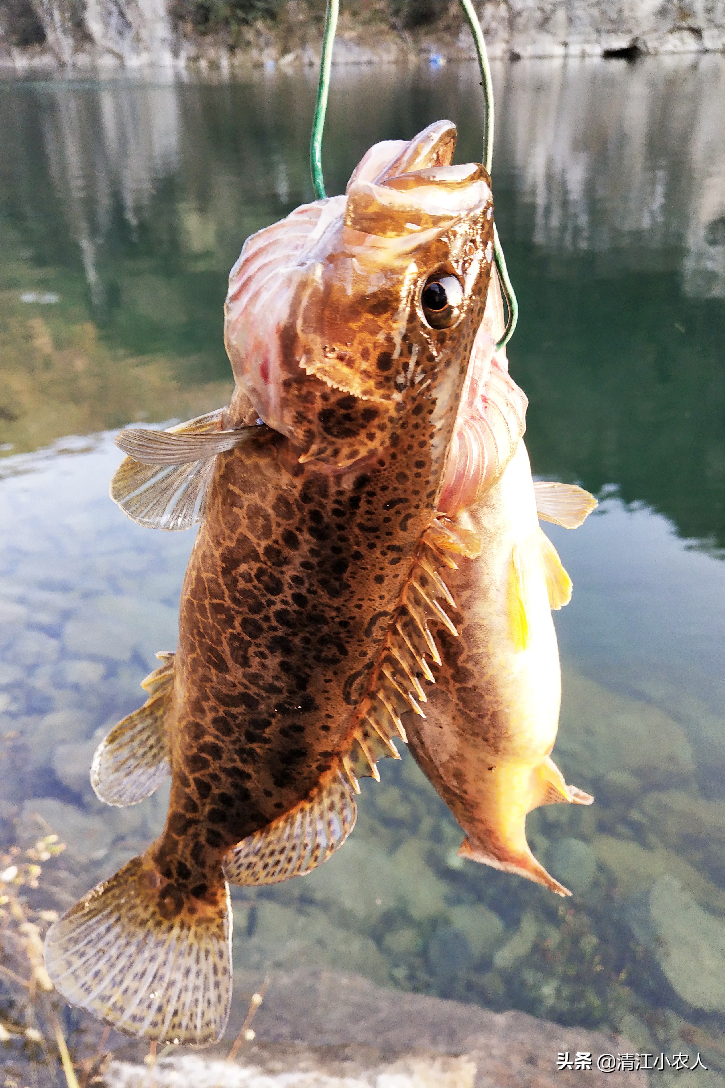 路亚钓鳜鱼方法与技巧,路亚钓鳜鱼的方法与技巧