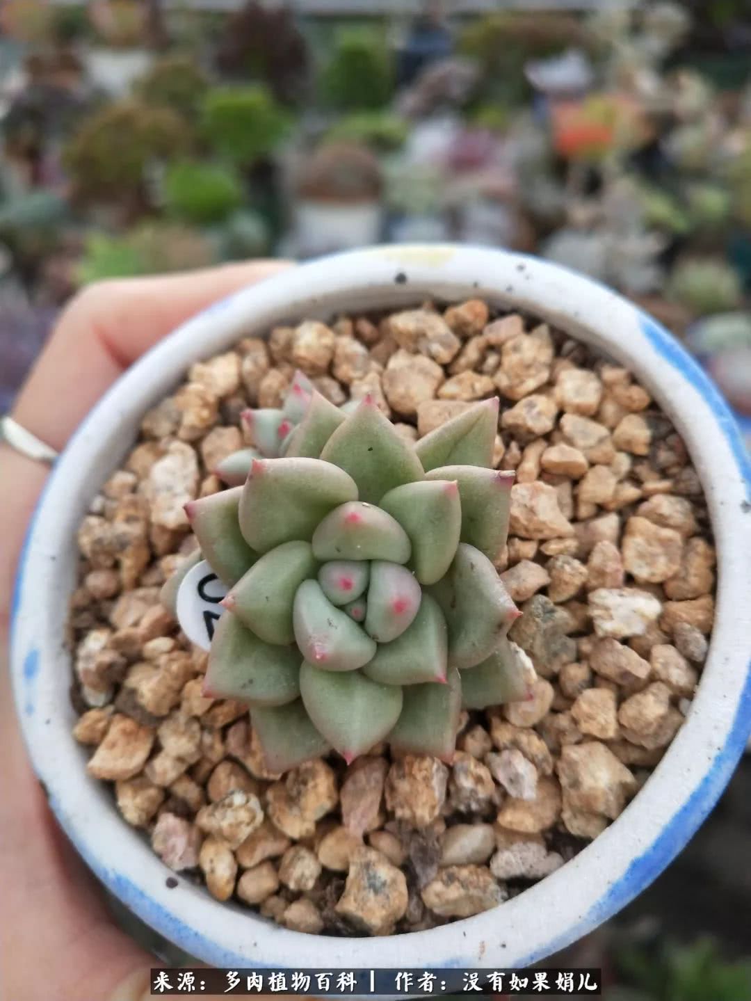 明人不说暗话，我为多肉而来！