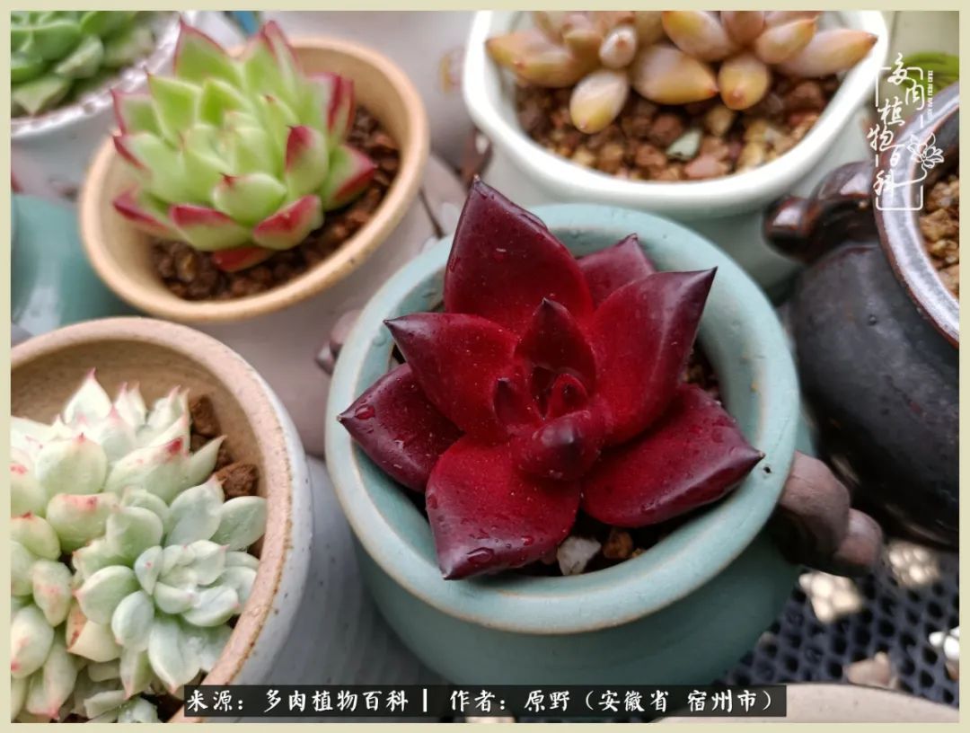 梅雨袭，酷暑至，多肉进入历劫季