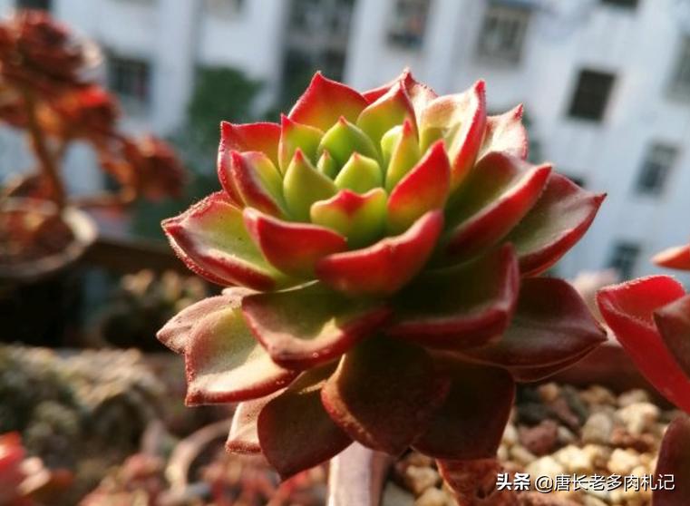 多肉蒂亚根坏了怎么办,多肉蒂亚生虫了怎么办