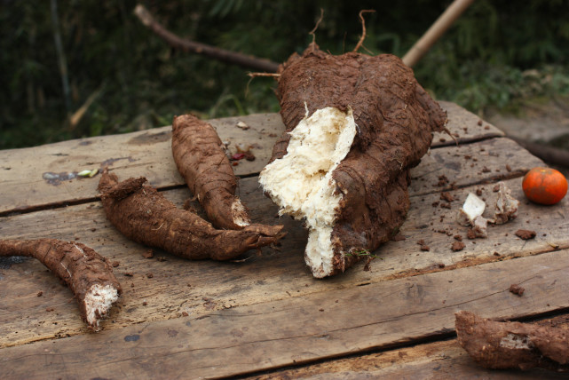 在美国泛滥成灾的植物视频,在美国泛滥成灾的中国物种