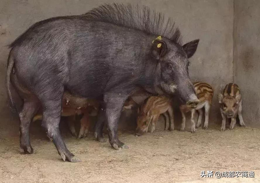 二代野猪养殖利润,养殖野猪投资多大