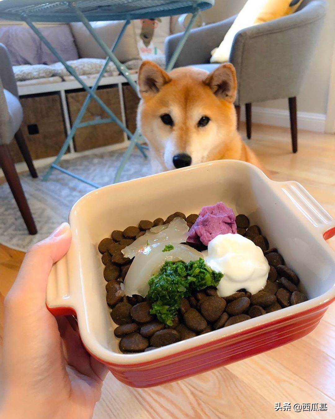 狗狗喝牛奶正确方法,狗狗喝益生菌怎么喝