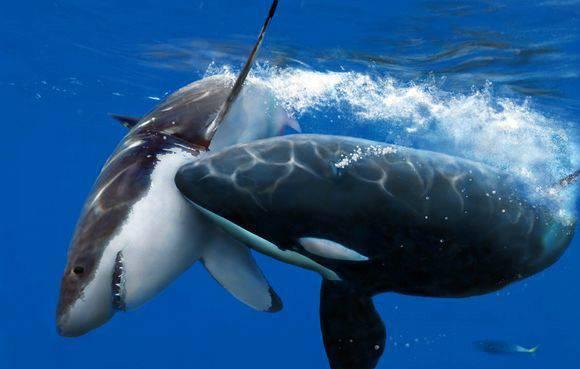 海洋史前十大恐怖生物,远古海洋生物大白鲨