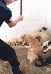 武汉禁狗令哪些品种,武汉养狗办证要在哪里办