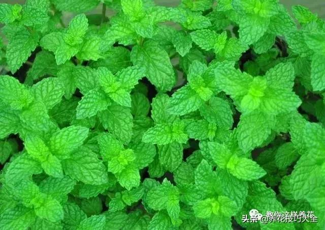 帮助睡眠的花水养,睡眠不理想试试养这4种花