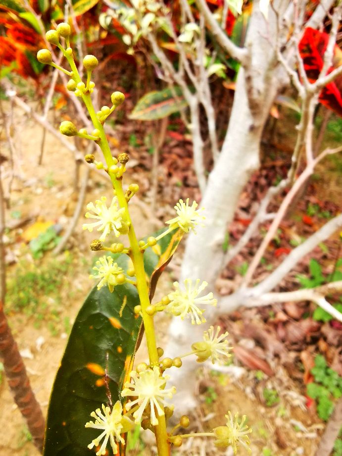 深圳宝安海滨公园游园图,深圳市娱乐场所