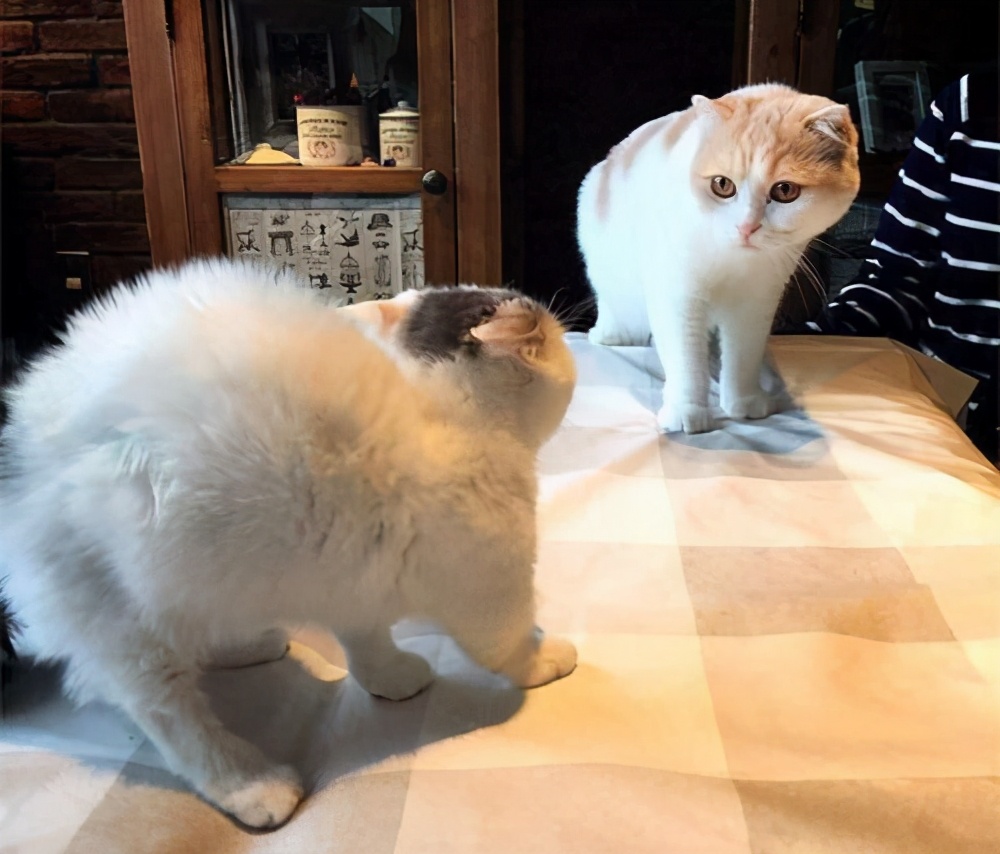 上一秒安静睡觉，下一秒疯狂跑酷，我家猫是不是脑子不正常？