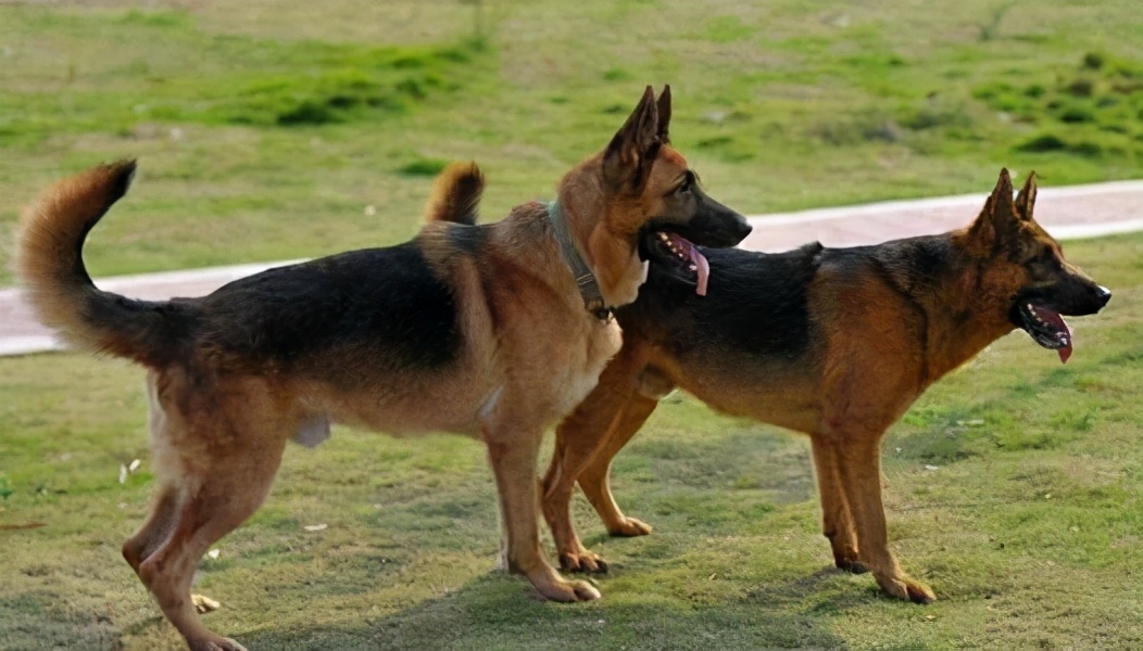 狗尾巴怎么样才是卷尾狗,狗尾巴向上翘是不是不纯