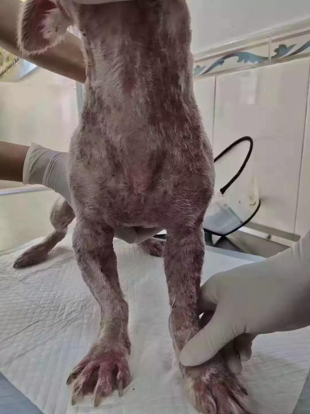 福懋动物医院:猫咪皮肤病不难治,看了这篇你就懂了