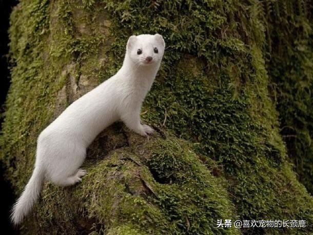 一种萌萌哒杀手，长相与实际性格严重不符：伶鼬