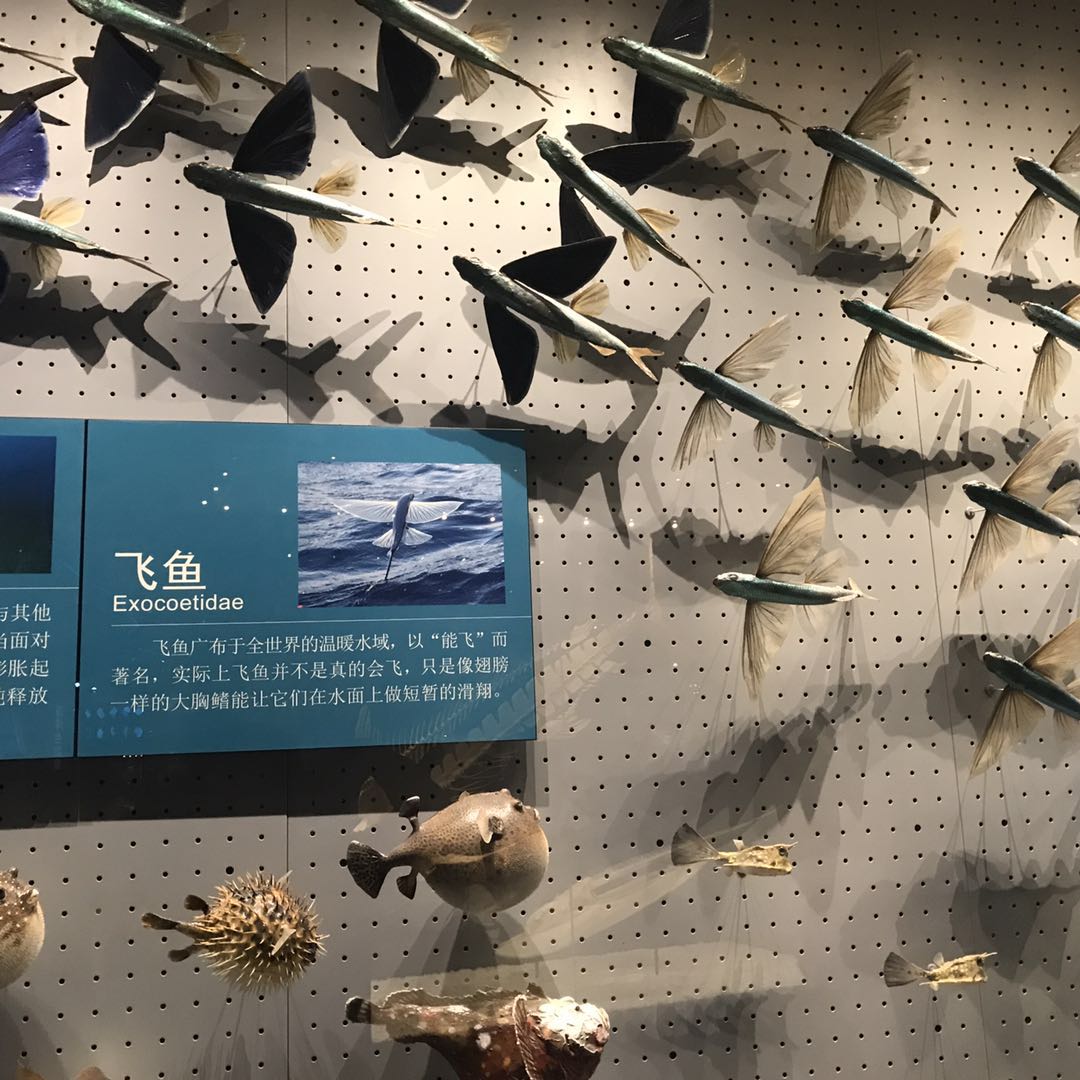 海洋博物馆带孩子游玩攻略,国家海洋博物馆最全攻略来了