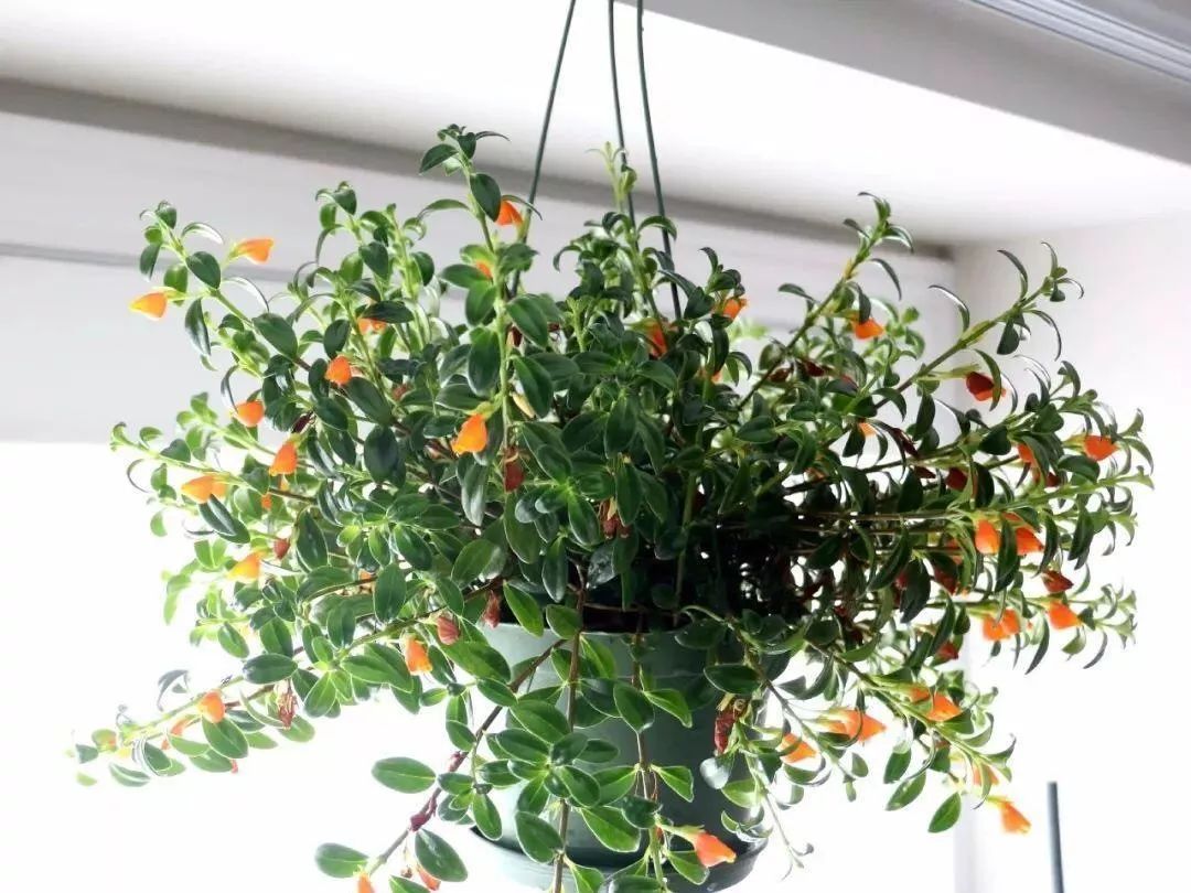 垂吊花卉品种直播,好看的吊兰绿植