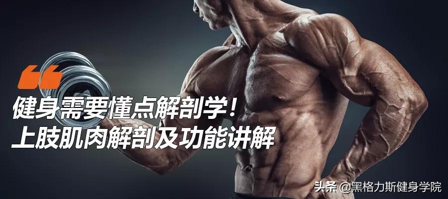 健身腿部解剖动作讲解,健身训练及肌肉解剖图谱大全