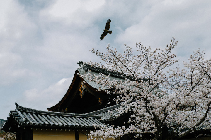 专访|2020米拍摄影奖·年度摄影师FuJi藤井树