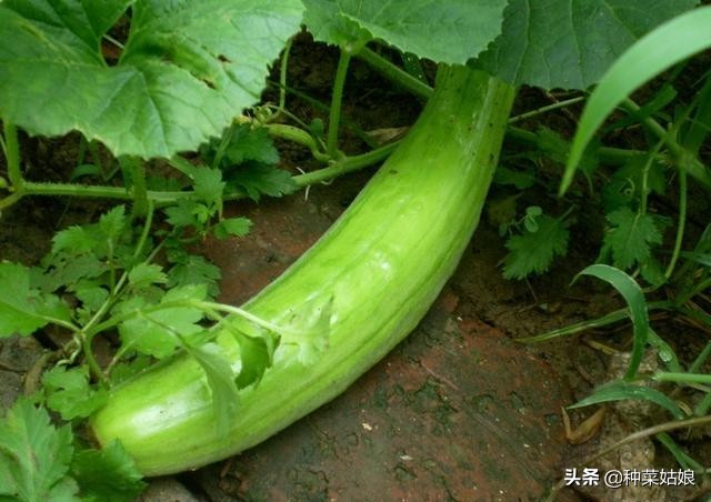 适合南方春季种的蔬菜有哪些,春季种植什么菜最好