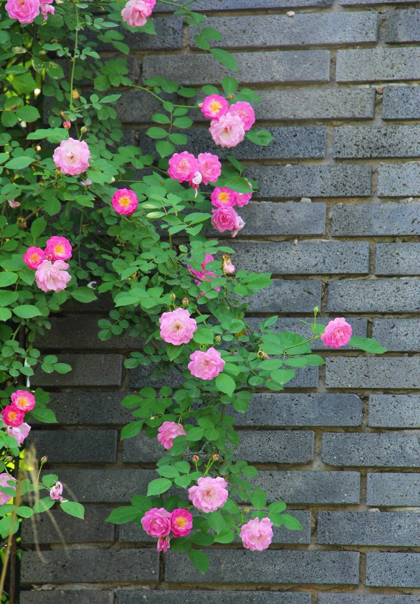 藤本蔷薇花的种植栽培方法,藤本蔷薇花架