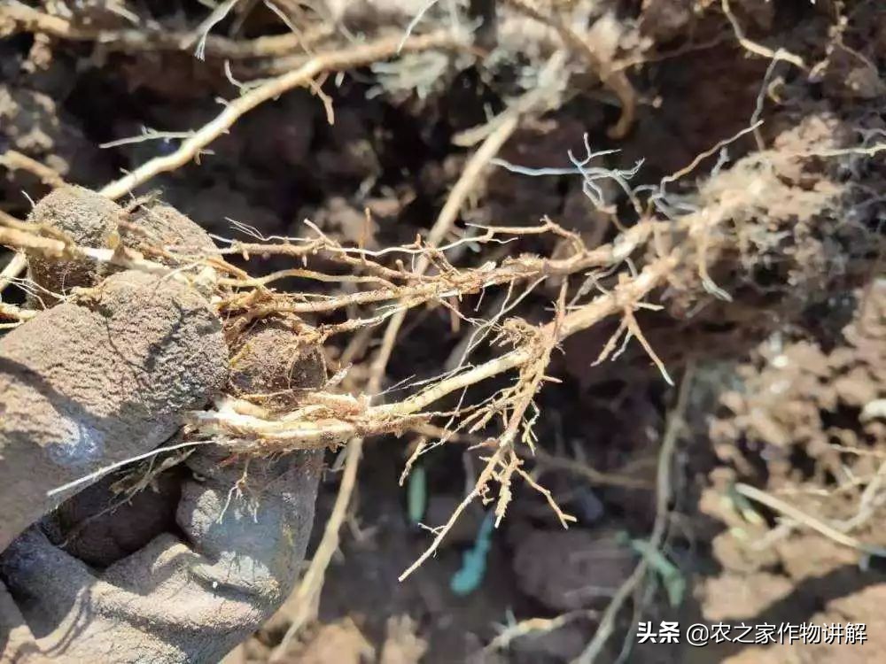 防治果树根腐病的特效药,果树根腐克星怎么使用