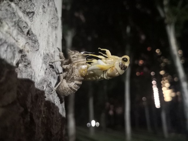 昆虫记蝉被称为什么,昆虫记蝉的特点和生活特征