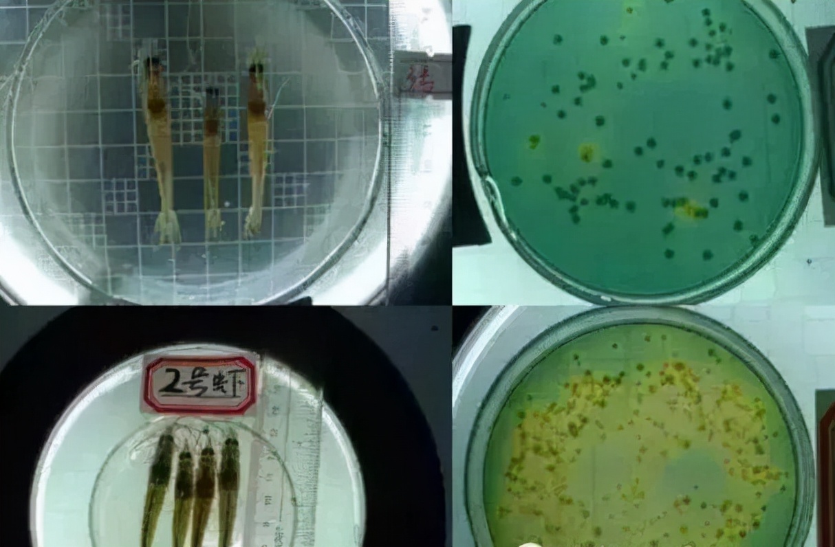 对虾不吃料是不是有虫,对虾有白便不吃料怎么样处理
