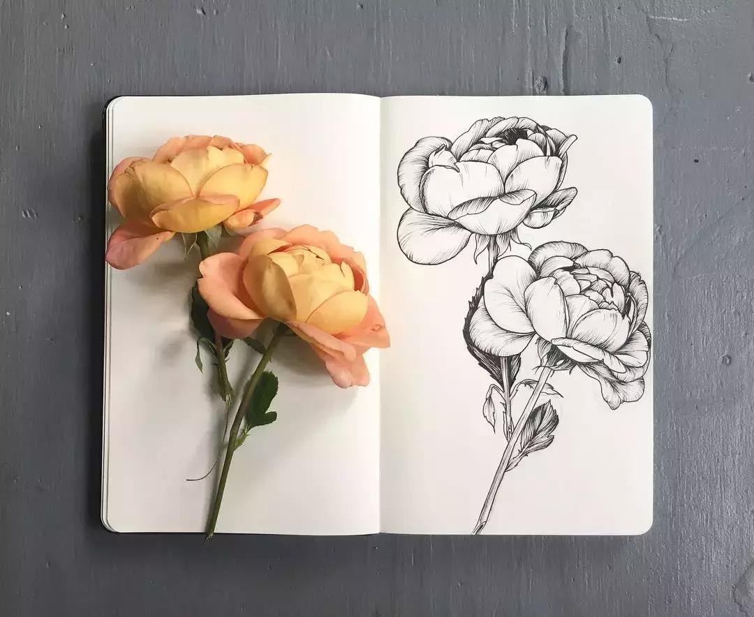 高级线描画花卉大全,花卉线描100种