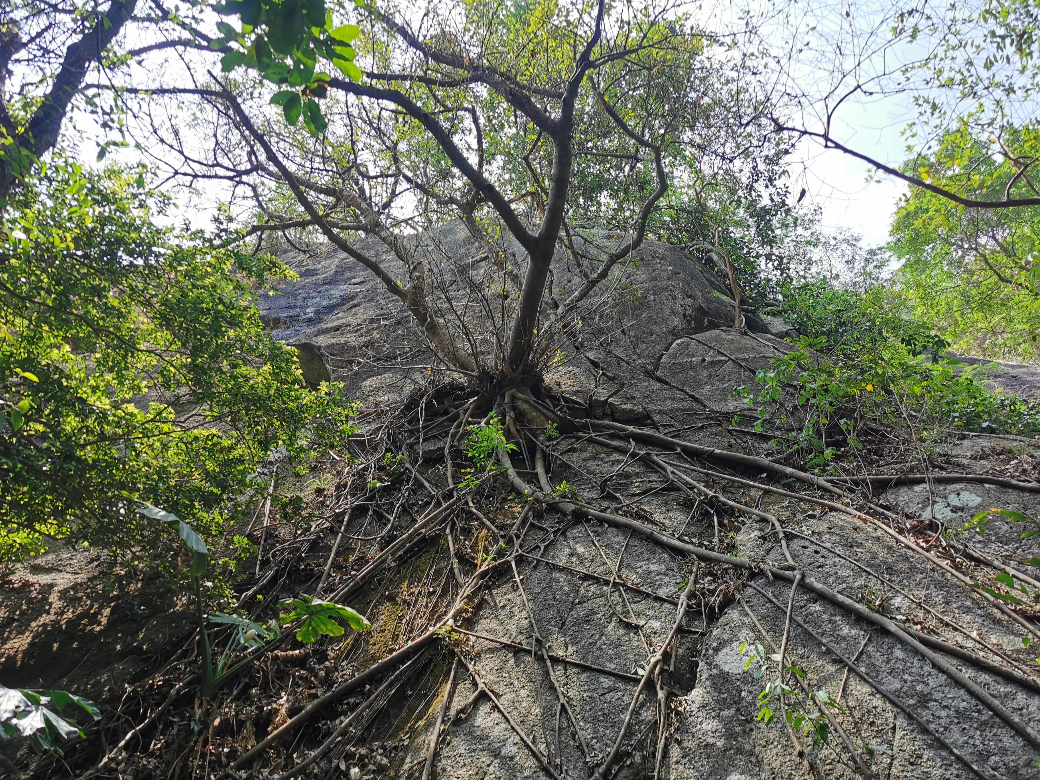 罗浮山一日游旅游景点,罗浮山一日游安排