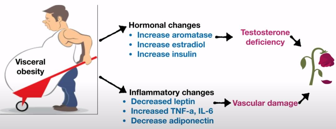 血糖高的男人有生育能力吗,大肚子是不是血糖高的原因