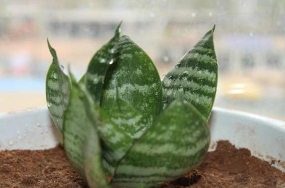 虎皮兰长出了小苗怎么养,虎皮兰幼根怎么培养新根