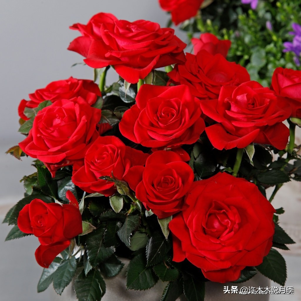 阳台最好养的月季品种推荐,四季开花最好养最好看的月季