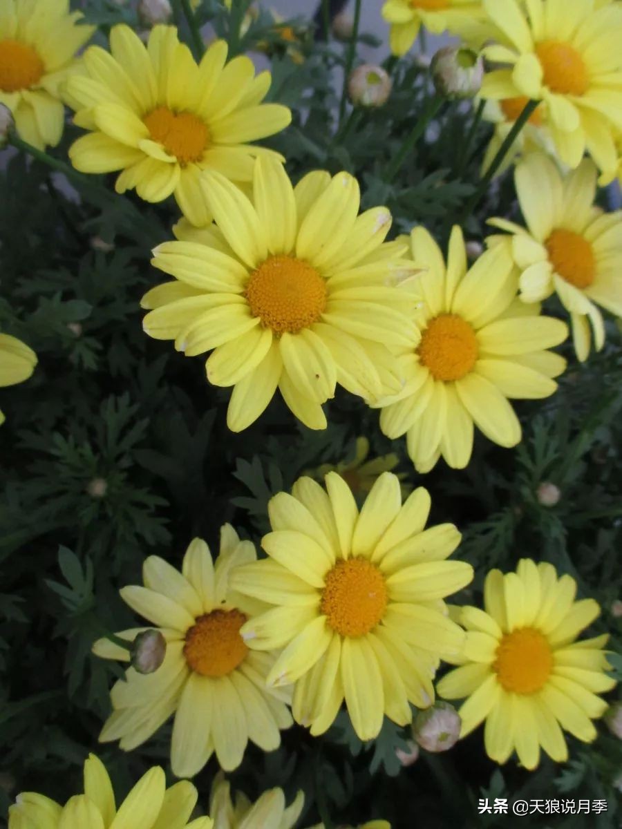 盘点每个世界第一关最强的植物,有哪些可以卡无敌的植物