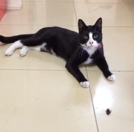 家里有蟑螂猫吃蟑螂吗,家里有蟑螂不能用蟑螂药吗