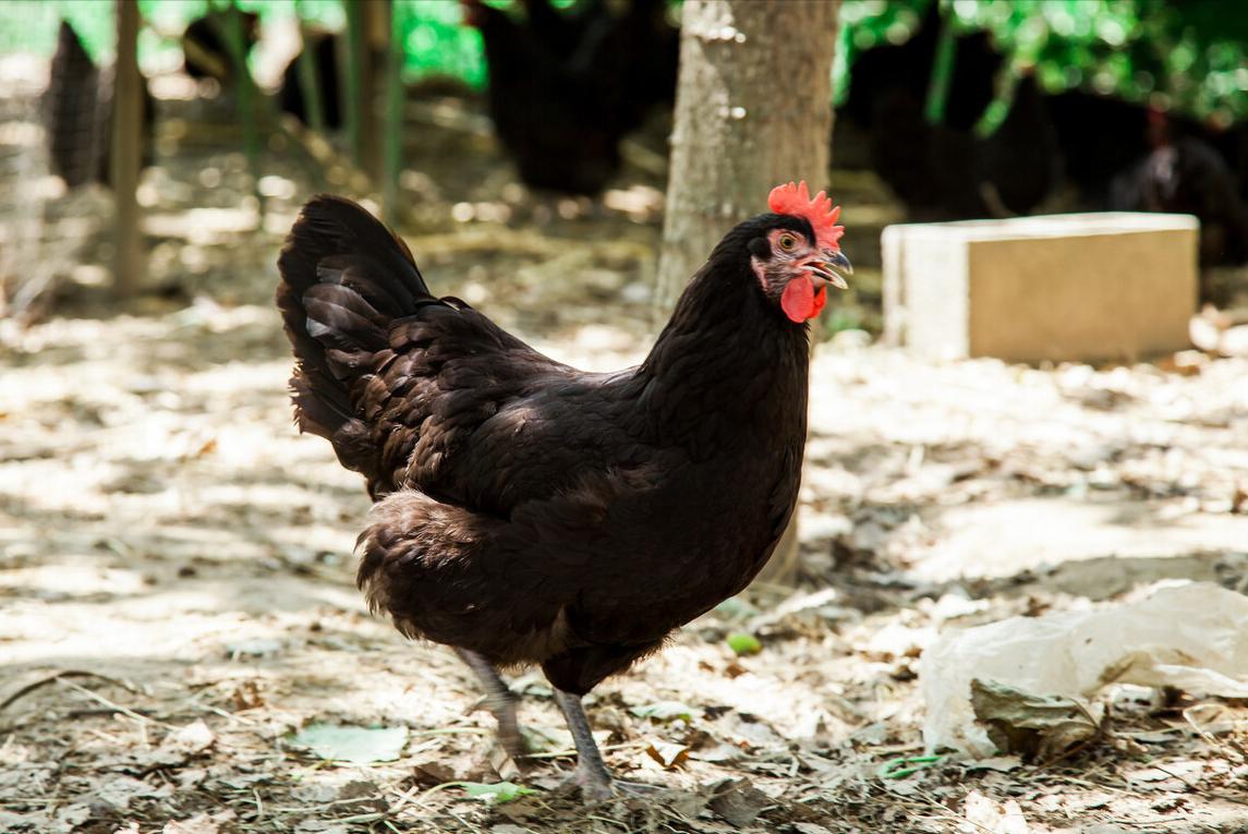 最好吃的土鸡品种排名,哪一品种土鸡最好养最好吃