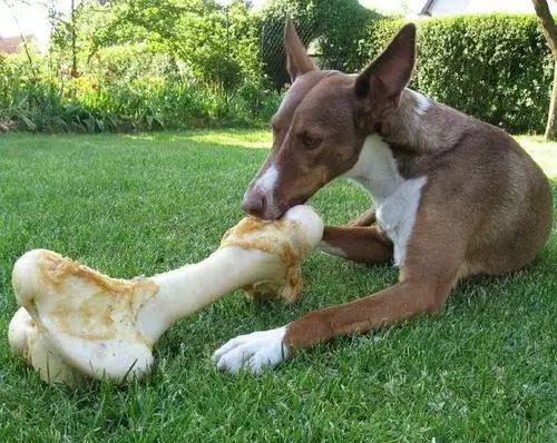 狗狗误食哪几种东西是最致命的,这些常见的东西狗狗千万不要吃