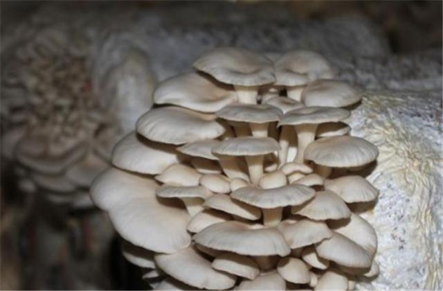 平菇种植技术基本知识,平菇种植技术平菇防虫