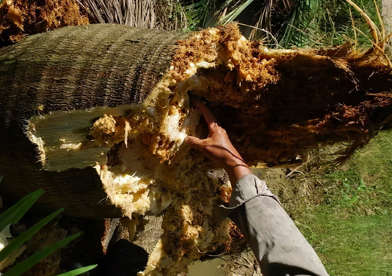 华东地区常见蛀干害虫识别与防治,法桐双齿长蠹钻蛀害虫的防治方法