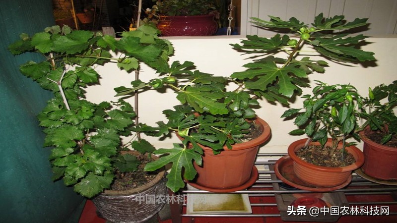 无花果盆栽果子长大了不长叶子,无花果盆栽种植的正确方法