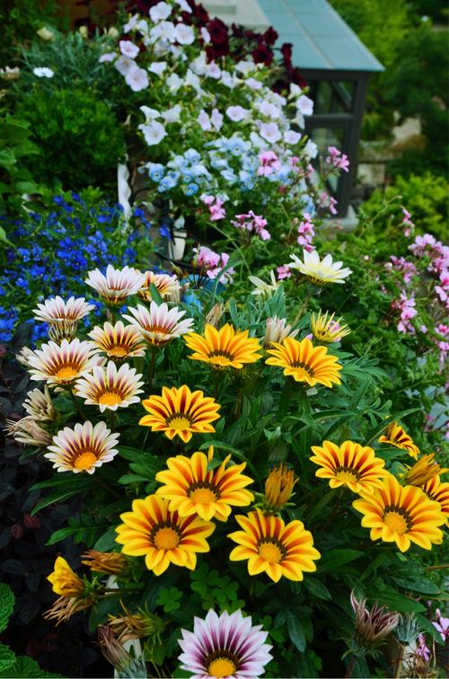 勋章菊怎么养才能爆盆,勋章菊怎么养花