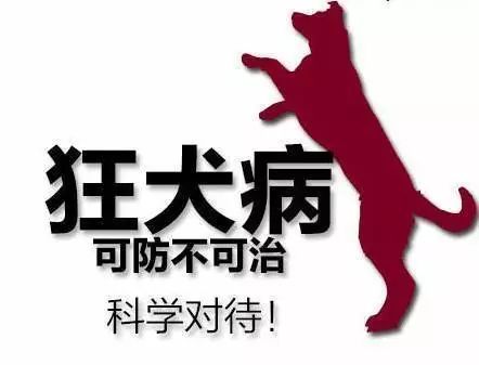 咬伤女童黑犬如何处置,被野狗咬伤如何索赔找不到主人