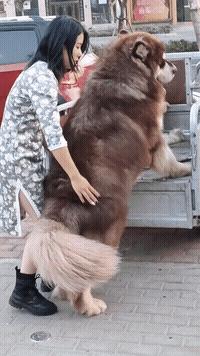 稀奇罕见的狗,很常见的罕见狗