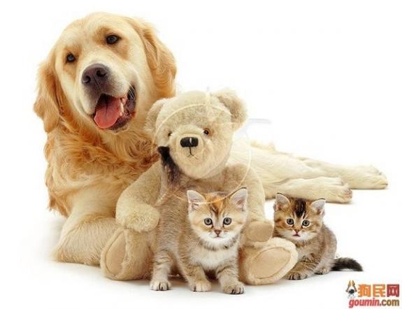 鐙楃嫍澶у叏鍙埍,鍙埍鐨勫皬鐙楃嫍閫佺粰鐖辩嫍浜哄＋