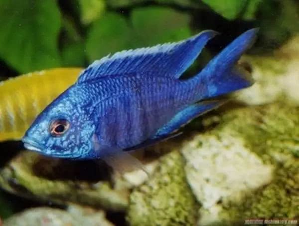 闈炴床鎱堥卜浠嬬粛,闈炴床鎱堥卜